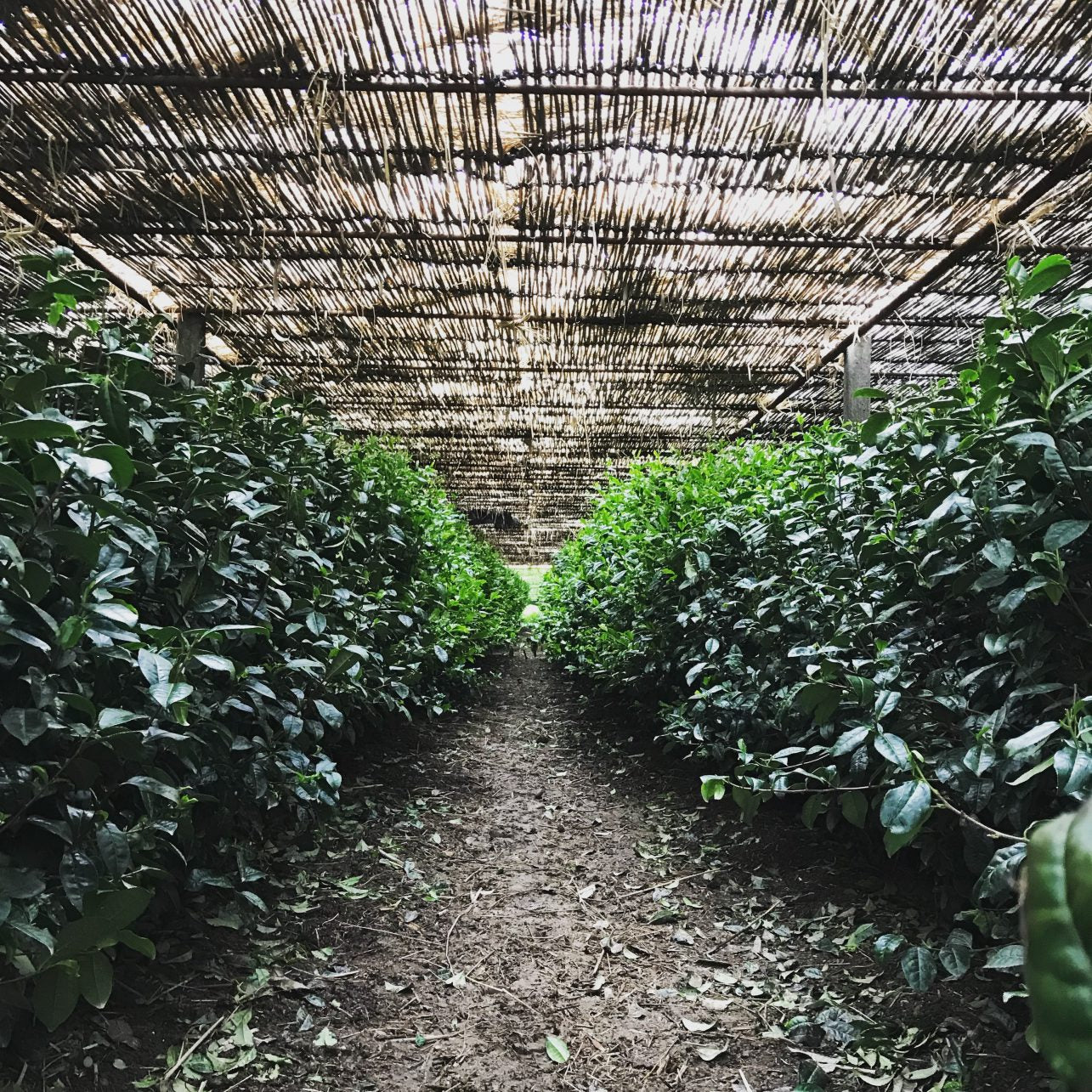 Tea Garden shaded by Honzu