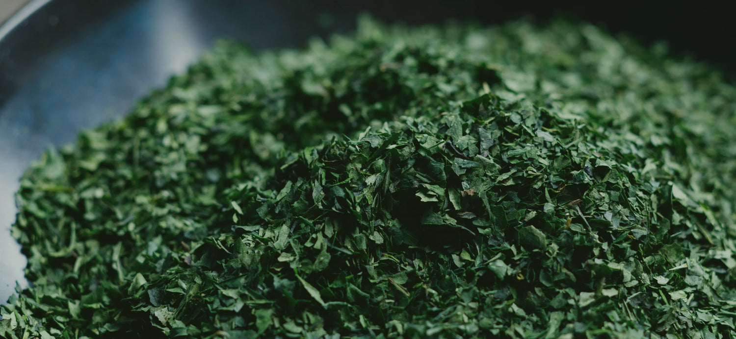 Tencha of Japanese green tea