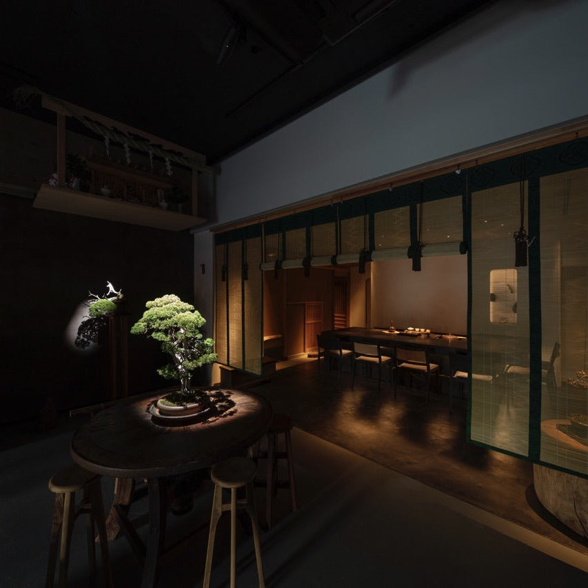 A juniper bonsai is spotlit on a round antique table, the tea counter glowing beyond reed blinds in the japanese cafe.