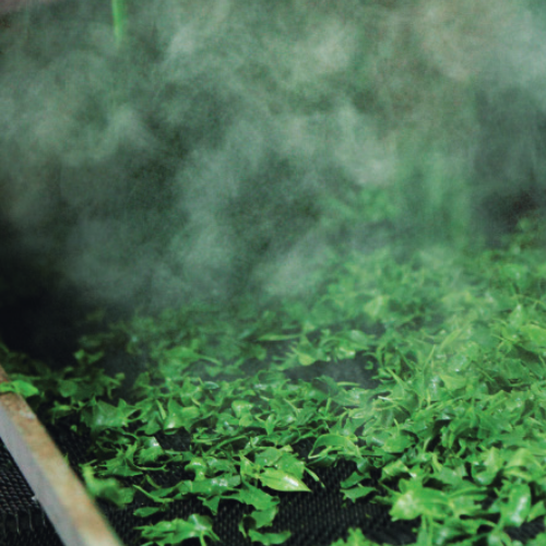 A detailed close-up photograph capturing the moment of artisan steaming Japanese green tea leaves. The vibrant emerald leaves are carefully spread within a traditional woven bamboo seiro (steamer) with an aged wooden rim. A soft, luminous plume of vaporous steam rises gently from the glistening leaves, backlighting the delicate particles. The setting suggests a calm, dark artisanal workshop, with only subtle, blurred hints of traditional tools, focusing attention entirely on the process and the leaves.